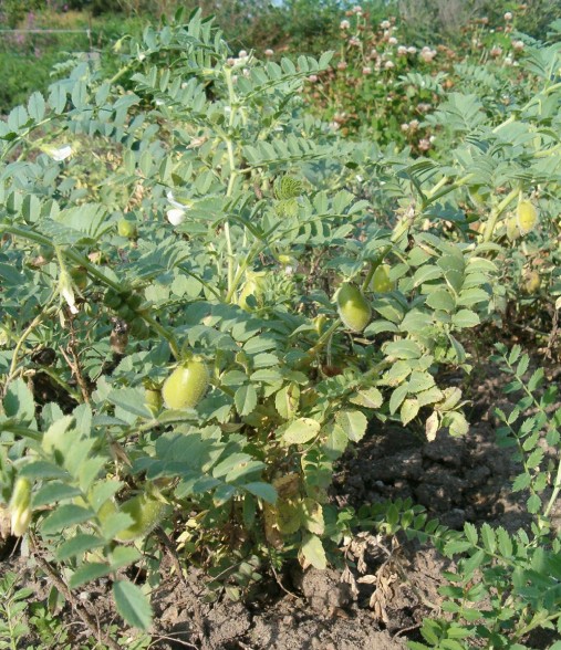 Chickpeas seed Cicer arietinum